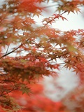 2021.08.23 Jixiang Xiang autumn Maple(9)